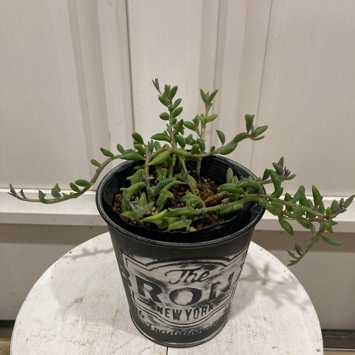 Amazon.co.jp: 多肉植物 ドルフィンネックレス 抜き苗 発根 : ホビー